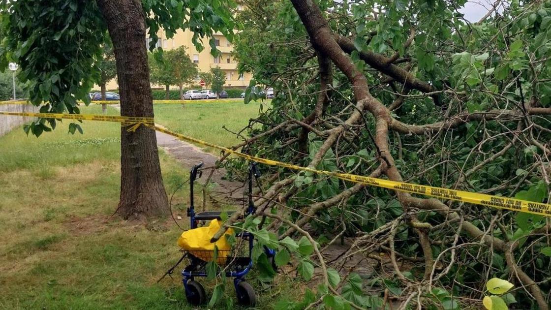 Cade grosso ramo in un parco, passante finisce in ospedale