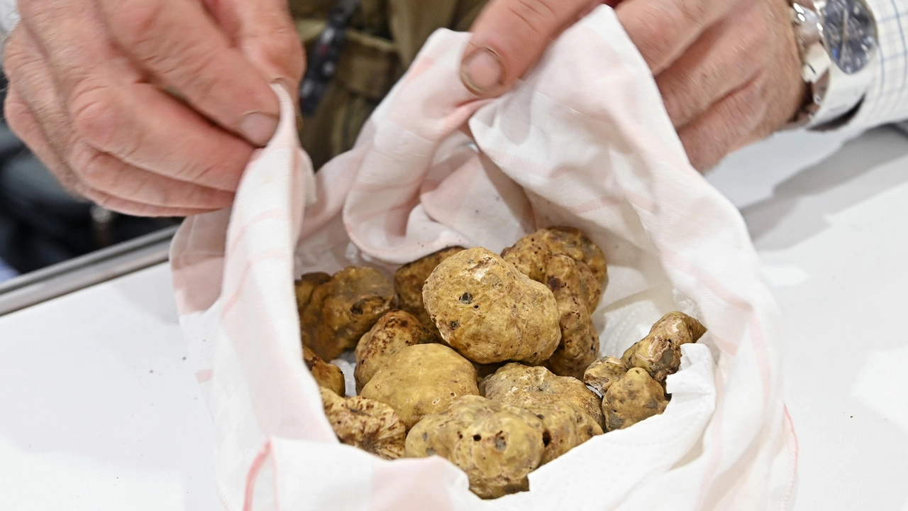 Inizia la stagione del tartufo (Ansa)