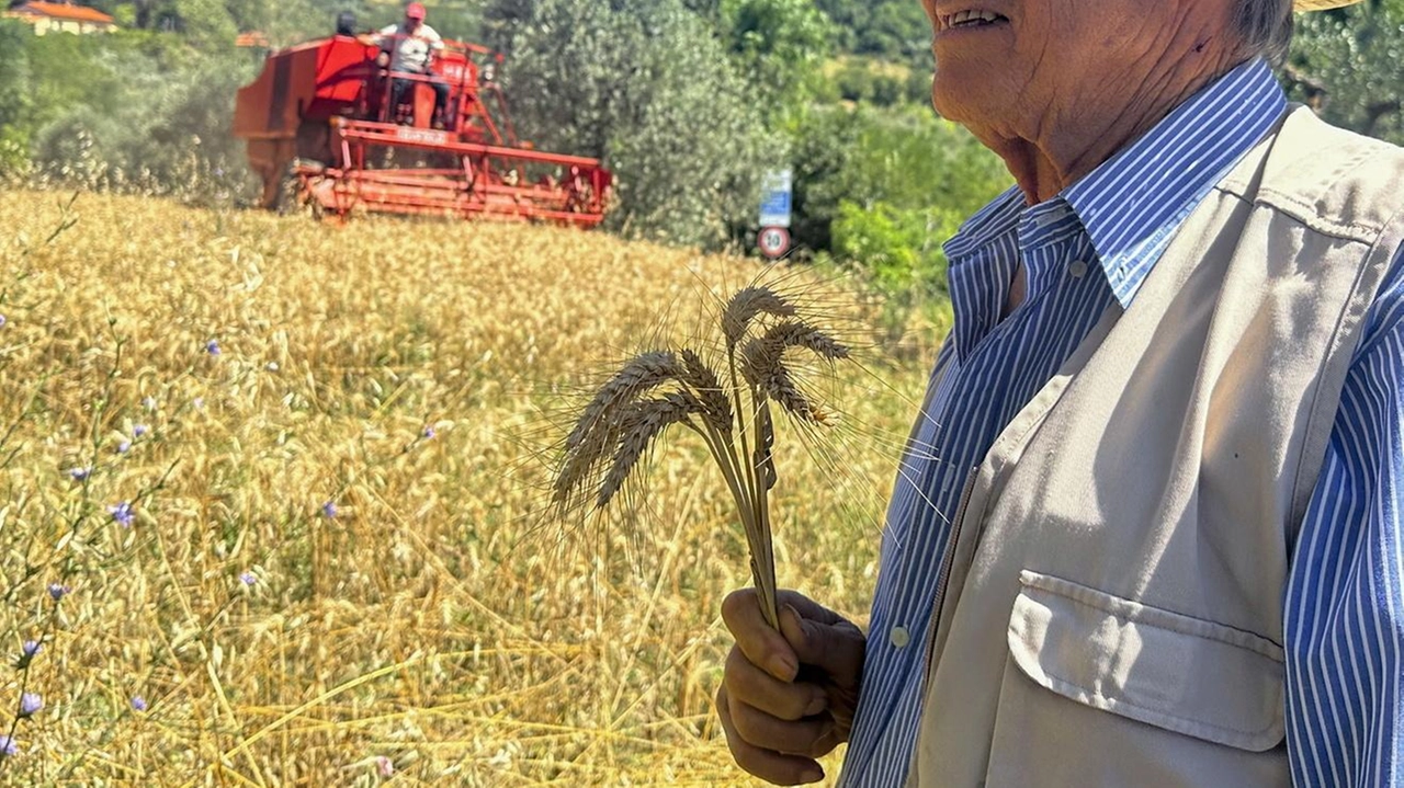 La produzione di grano e cereali in provincia di Pisa è in sofferenza a causa del prezzo di vendita troppo basso