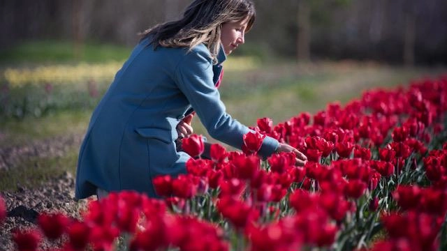 Tulipani made in Crete: "Un mare di colori"