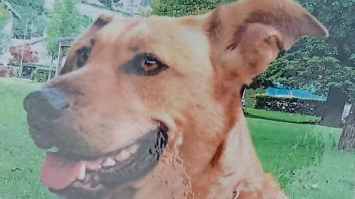 Lo struggente ricordo dei proprietari del cane Nina, morta dopo aver mangiato dei bocconi avvelenati in viale Rimembranza a Ponsacco