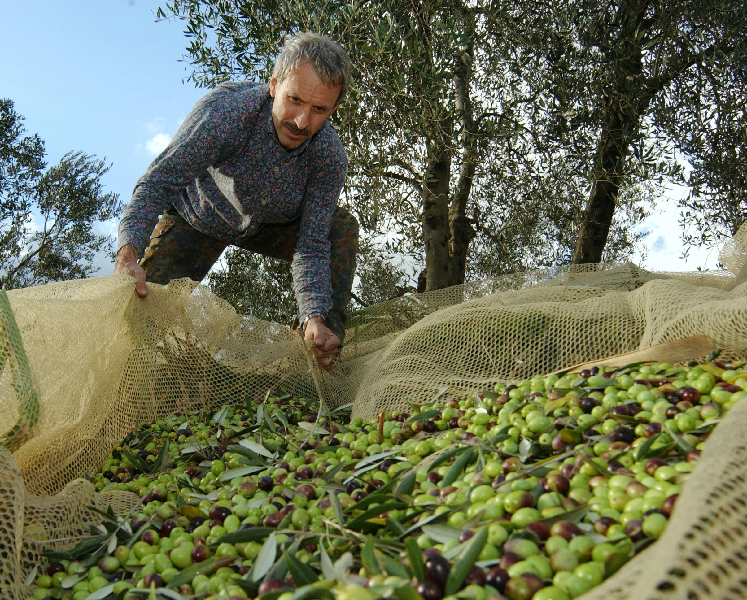 L’oro verde di Toscana: la qualità dell’olio è eccellente ma la resa è bassa e i costi alti