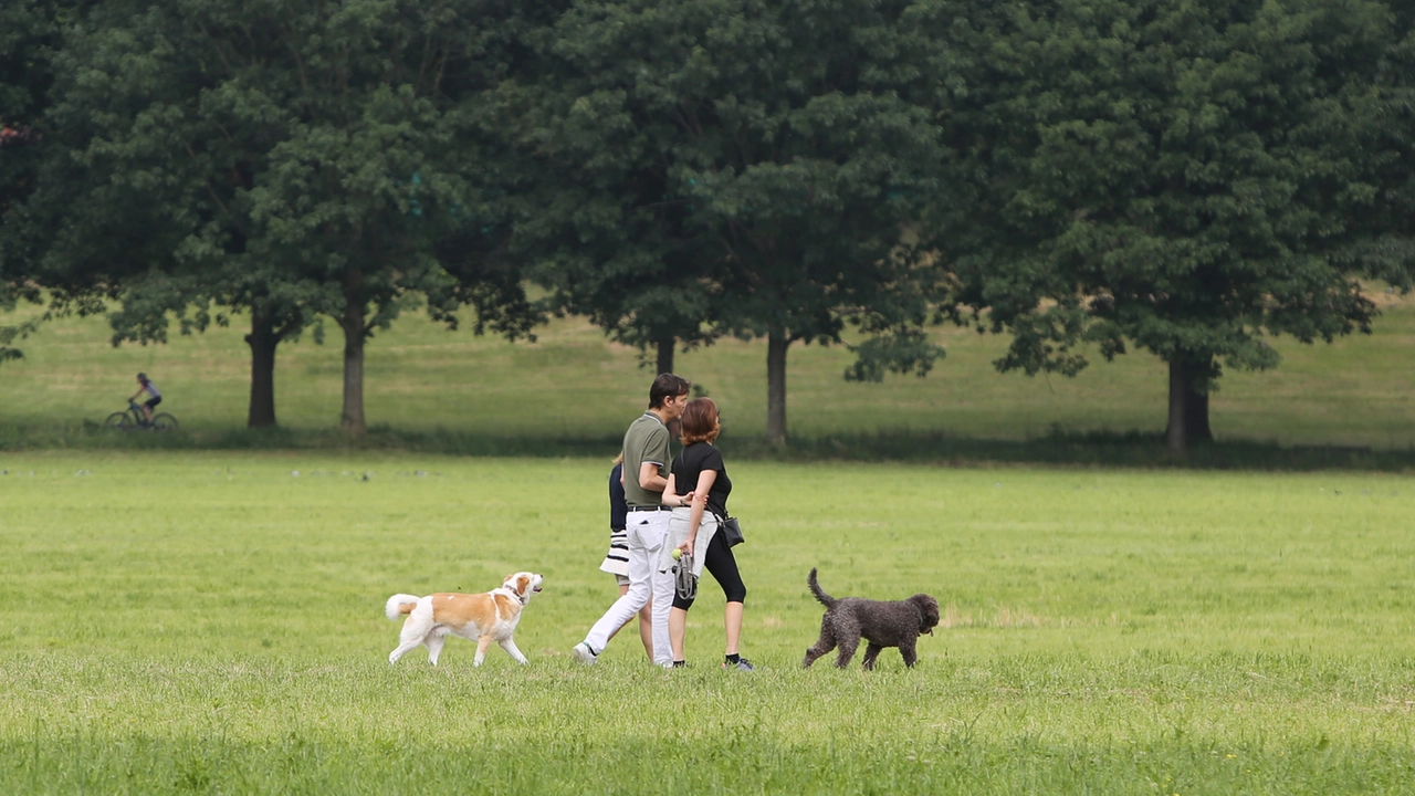 Cani a passeggio in un parco (foto d'archivio)