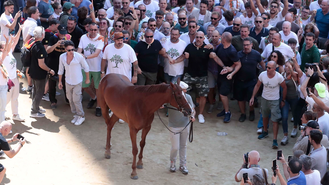 Palio, a Siena l’assegnazione dei cavalli. Esultano Selva, Valdimontone, Oca e Istrice