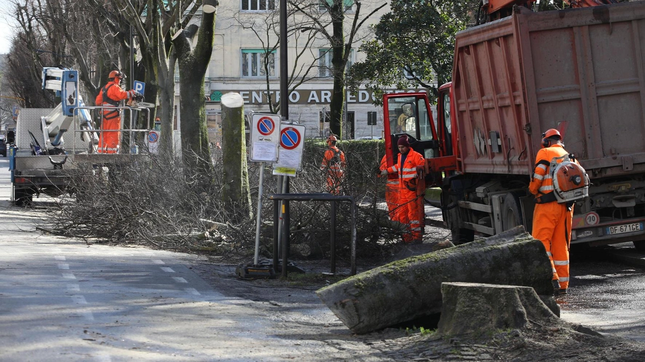 Gli abbattimenti del filare di dieci storici alberi sul viale Giannotti, davanti a piazza Elia Dalla Costa, dove sorgerà la fermata Bandino