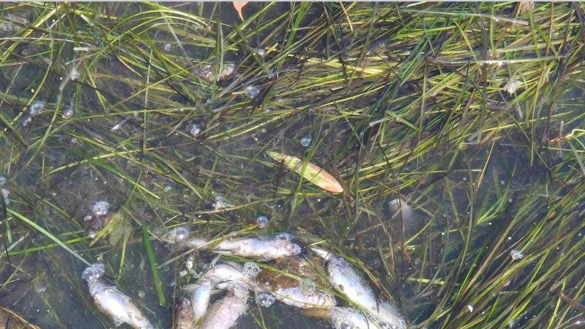 Ansedonia, moria di pesci: "Situazione peggiorata"