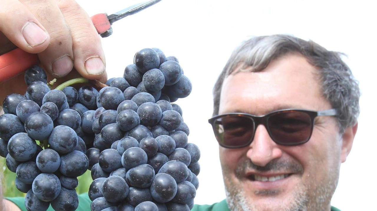 Una vendemmia (foto d’archivio)