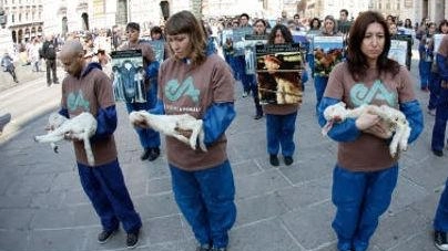 "Niente post sugli agnelli". La diatriba ’gastronomica’ divide il forum di cucina: "È una violenza inutile"