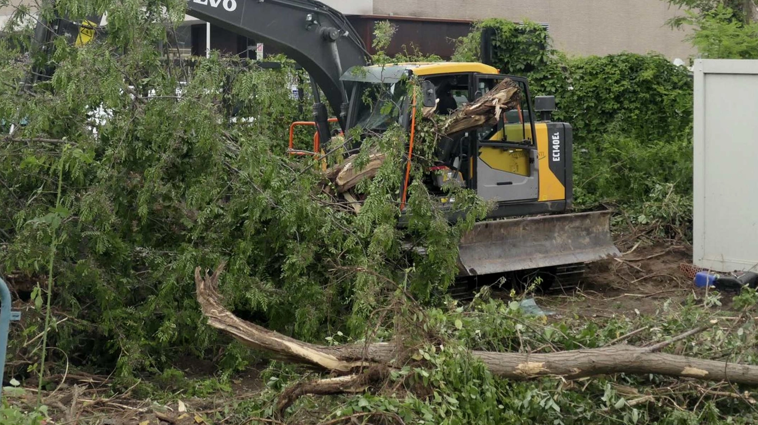 L'albero crollato sull'escavatore (Foto Umicini)