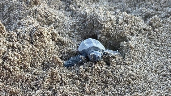 Una piccola tartaruga marina Caretta caretta (Foto Ansa)