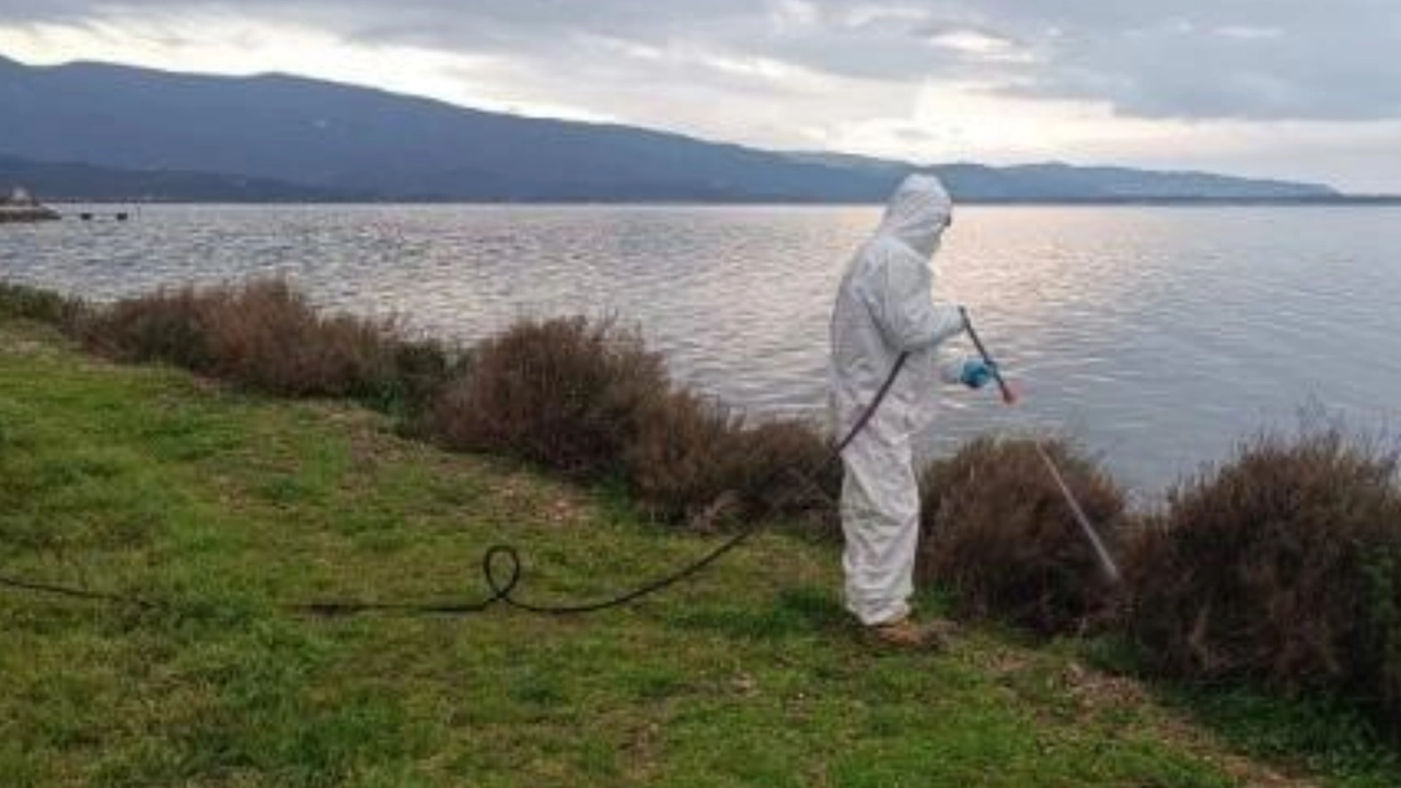 La disinfestazione contro i moscerini nella laguna di Orbetello