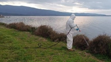 Emergenza moscerini a Orbetello, oltre 18mila firme per chiedere lo stato di emergenza