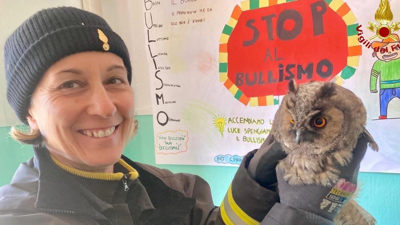 Il piccolo rapace che è stato liberato ieri mattina dai vigili del fuoco di Grosseto