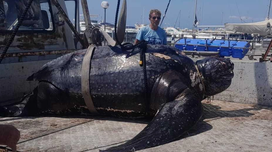 La tartaruga liuto non ce l’ha fatta. Il grande rettile è morto nei nostri mari