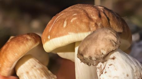 Gusto in sicurezza. Dove mangiare i funghi