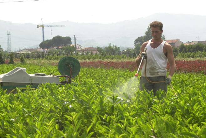 Vola l’export delle piante in provincia di Pistoia. Cifre record: novanta milioni in tre mesi