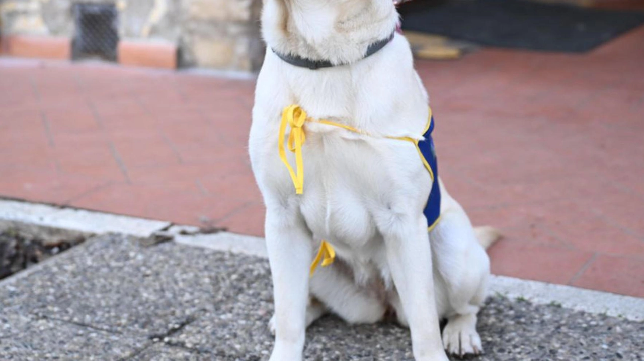 I cani si terrorizzano a capodanno