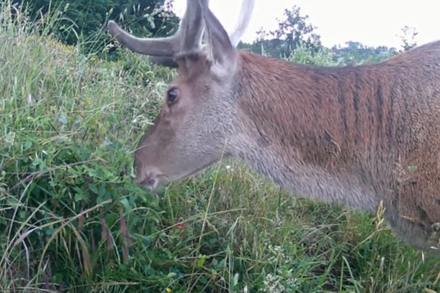 Il pasto di un cervo