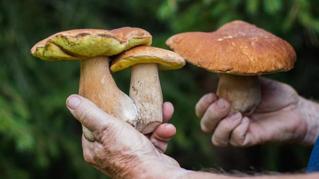 Il boom dei funghi: raccolte da record. Ma anche tanti infortuni e richieste di soccorso