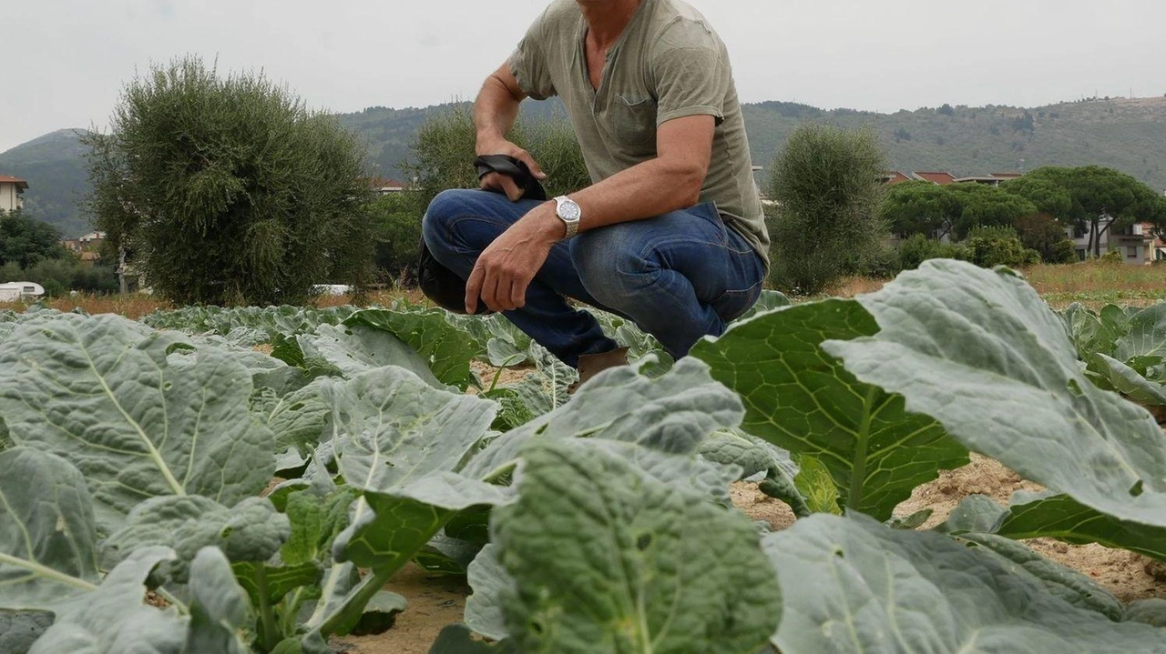 Paolo Colzi, agricoltore in prima linea nei progetti bio e presidente di GranPrato