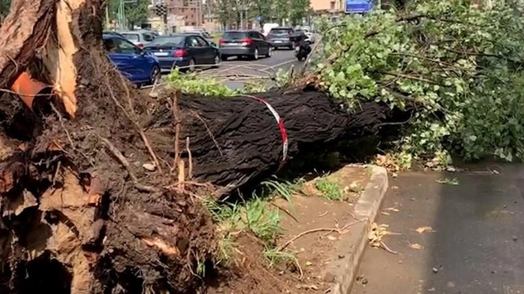 Altri sei alberi da abbattere perchè ritenuti pericolosi. Si tratta di due tigli lungo la via della stazione al Piaggione,...