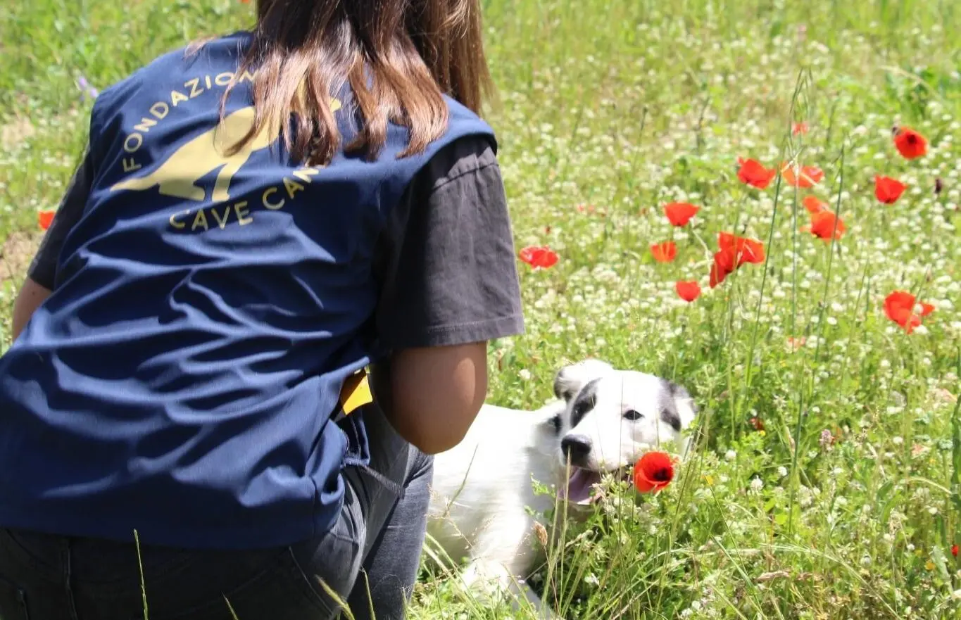 Luli, cagnolina salvata. Il padrone la maltrattava