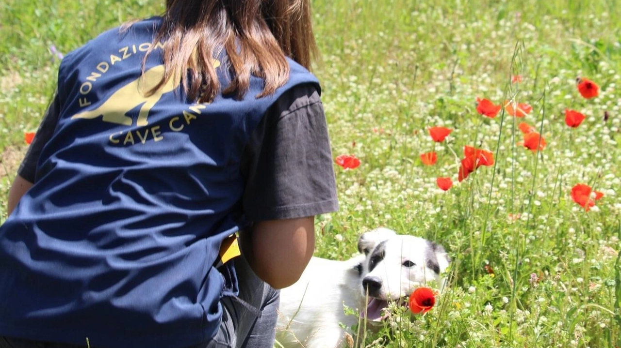 Una volontaria con un cane (foto di repertorio)