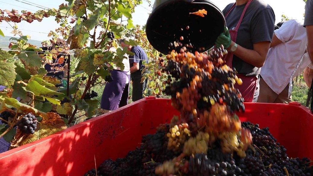 Un momento della vendemmia; in alto Giovanni Busi del. Consorzio del Chianti