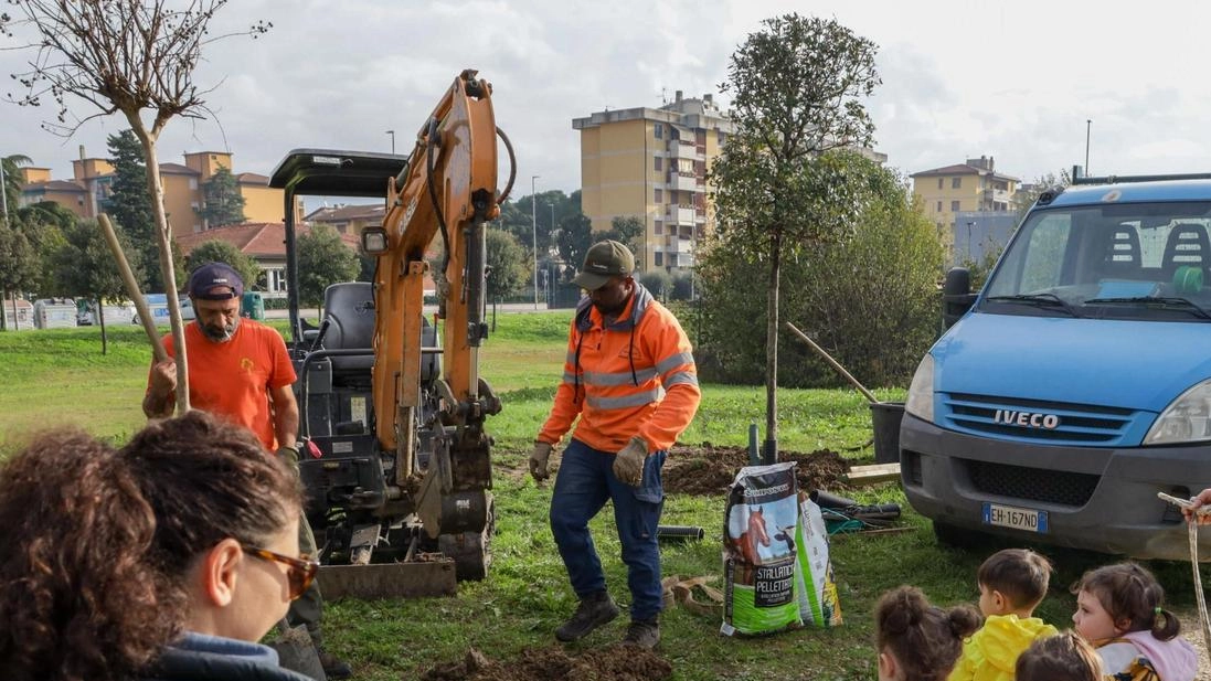 I bambini di quarta e quinta della scuola elementare La Massa hanno aiutato a piantare. venti olivi nella nuova area verde di via Nannicione