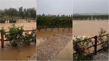 Alluvione in Toscana, i pregiati vigneti di Bolgheri devastati dalle piogge