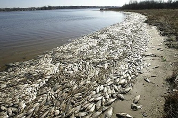 Il disastro annunciato di Orbetello. Situazione gravissima nella laguna, Giani: “Ipotesi stato di calamità”