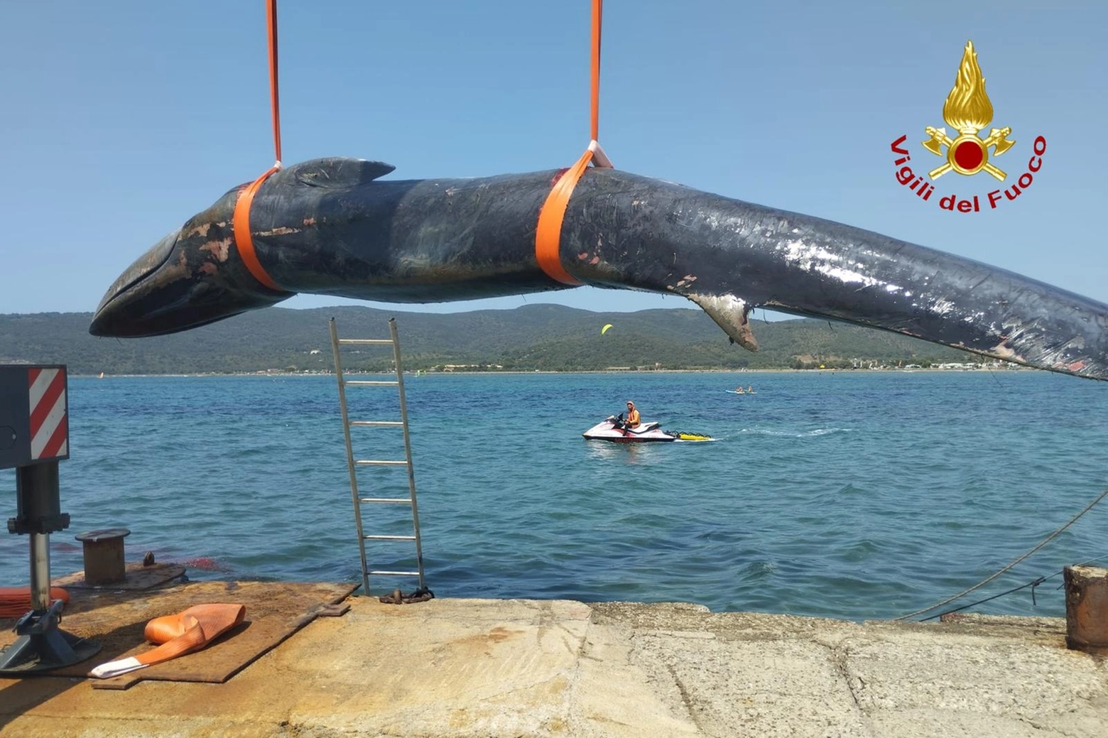 La carcassa della balena sul molo di Talamonaccio, nella zona del porto di Talamone. Il recupero ha impegnato vigili del fuoco, Guardia Costiera e studiosi dell'università di Padova