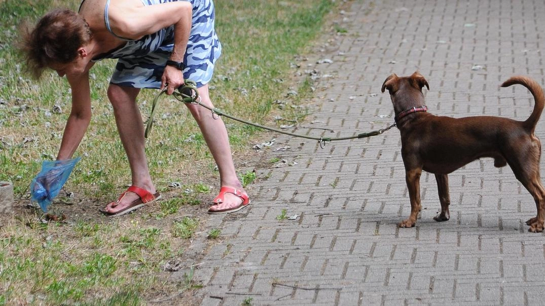 Cani con padroni poco civili. Le multe? Zero in due anni