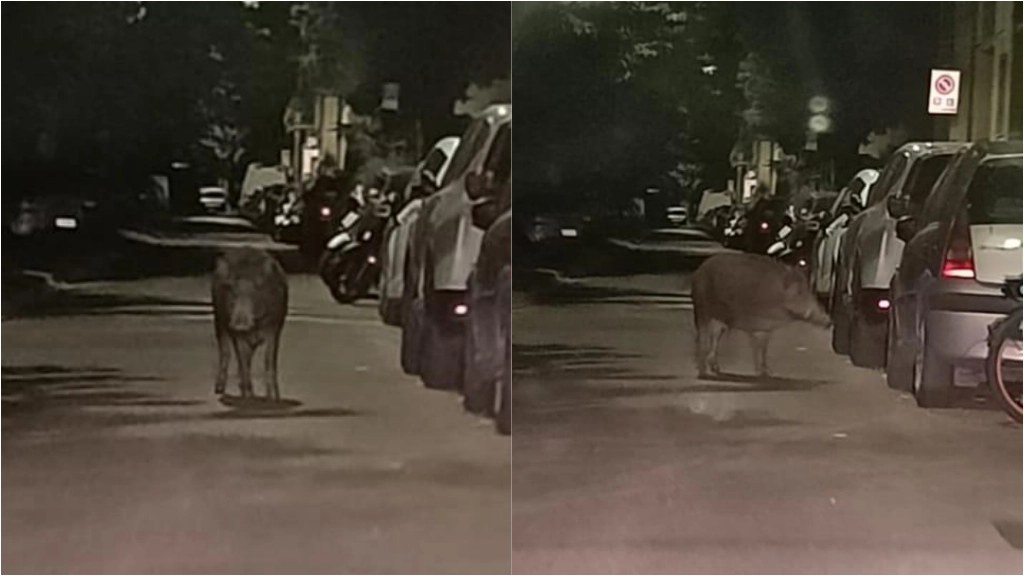 Il cinghiale avvistato al Poggetto (Foto Germogli)