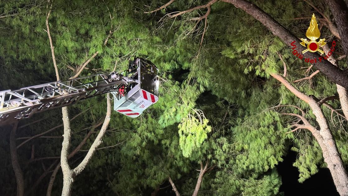 Forti raffiche di vento, danni nel Grossetano: alberi e rami pericolanti