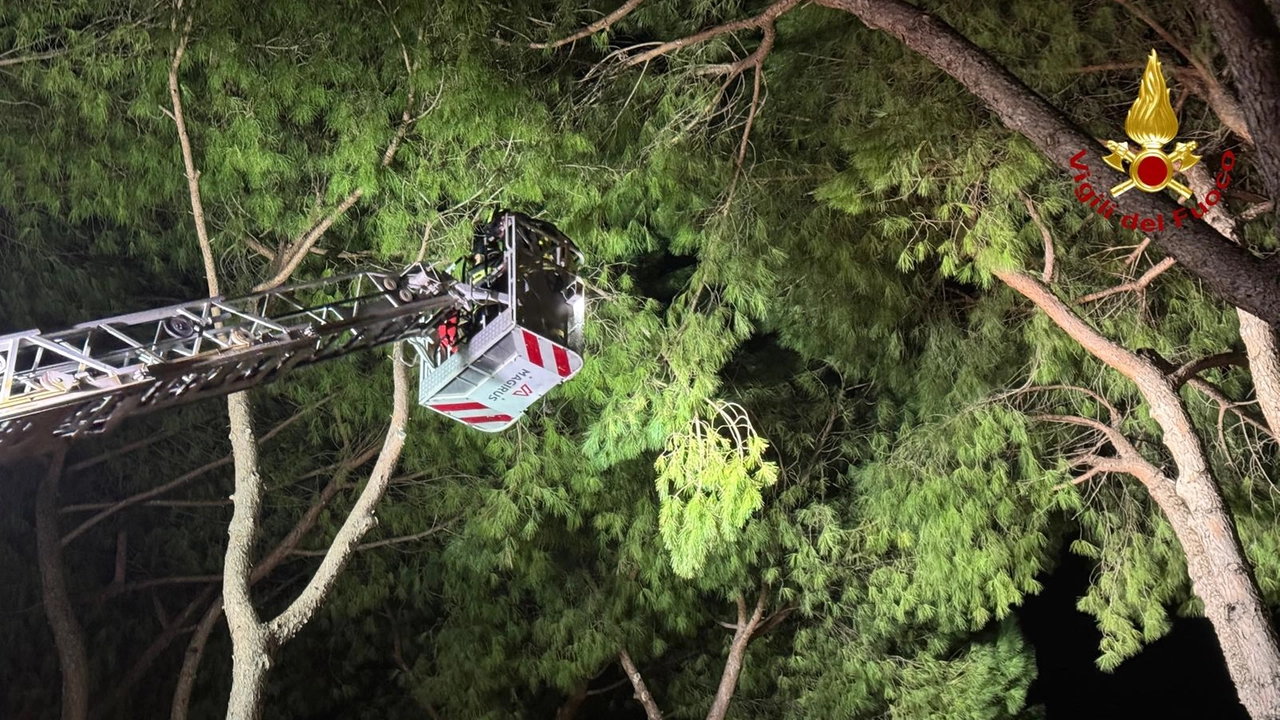 Forti raffiche di vento nel Grossetano, i vigili del fuoco al lavoro per mettere in sicurezza i rami degli alberi pericolanti