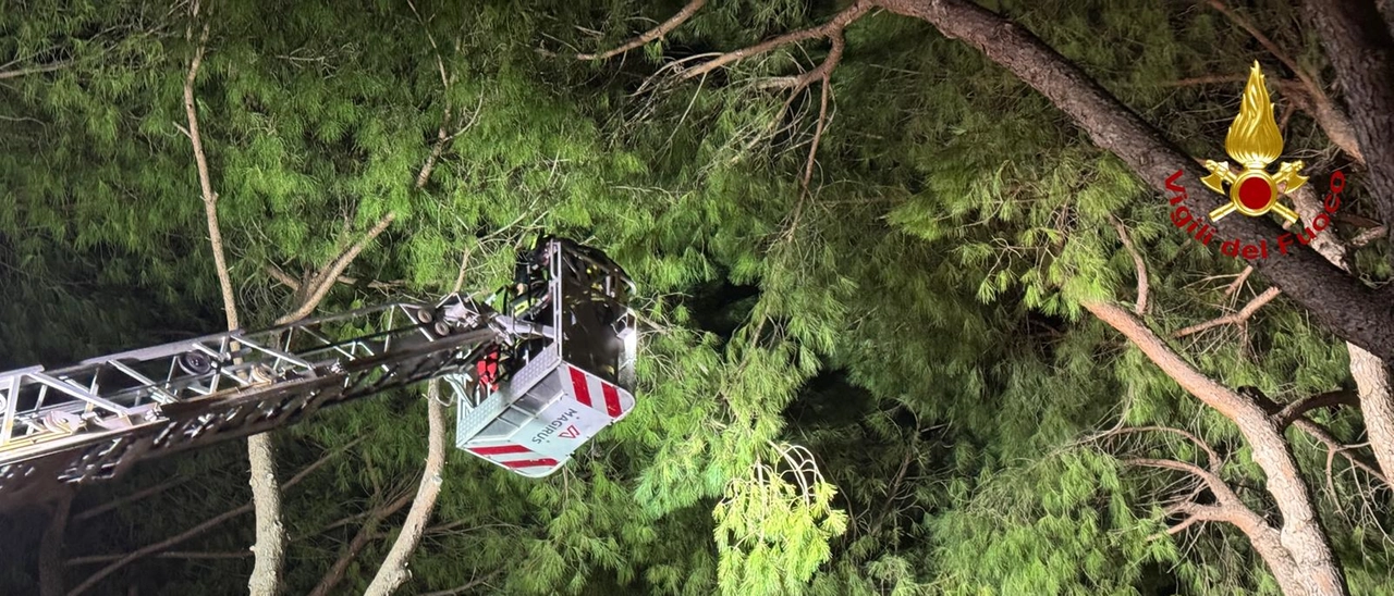 Forti raffiche di vento, danni nel Grossetano: alberi e rami pericolanti