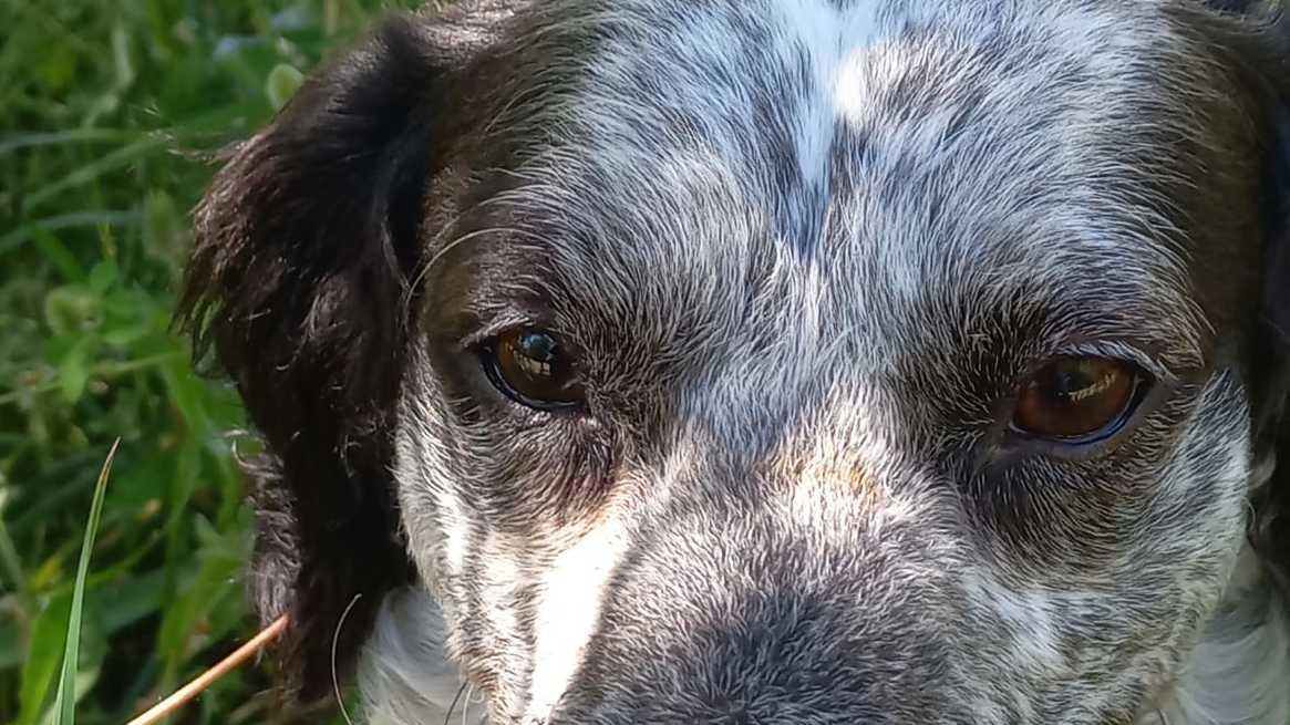 Il Giardino dell’Amicizia a Ponte a Moriano ha portato alla felice adozione di Johnny, un meticcio di 3 anni. Grazie a Lav Lucca e alle associazioni coinvolte, il cagnolino ha trovato una nuova famiglia, supportato anche dall'assessore alle politiche animali Cristina Consani.