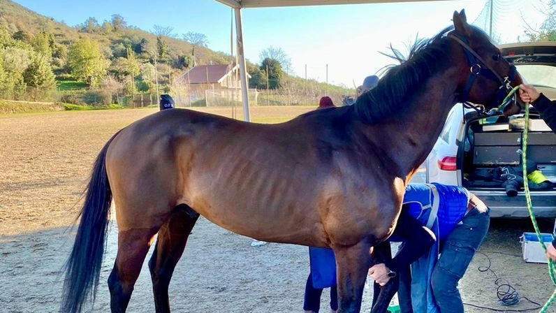 La visita al cavallo di San Michele che ha vinto lo scorso anno