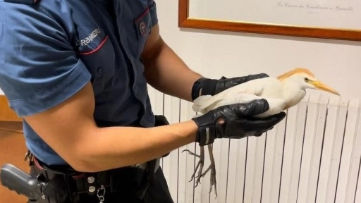 L'airone salvato dai carabinieri di Trevi