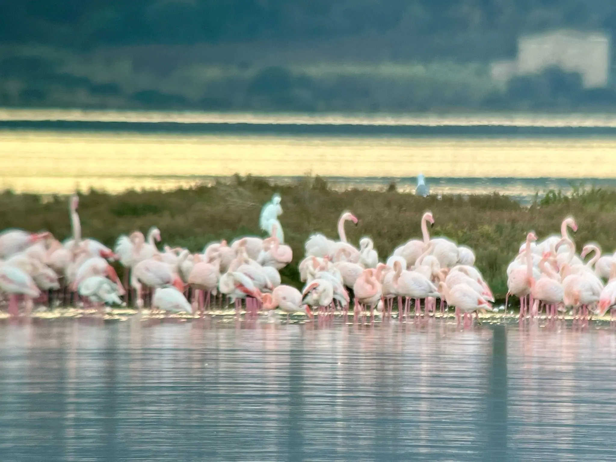 La laguna di Orbetello si è tinta di rosa. Fenicotteri, 6mila esemplari. “Mai stati così tanti”