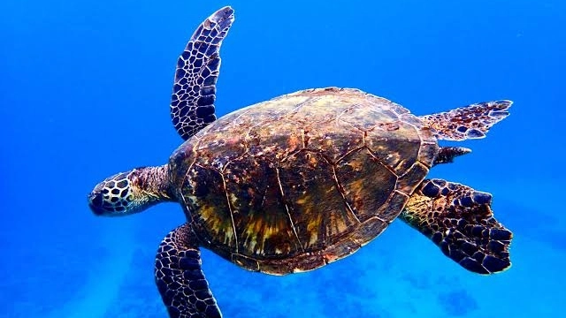 Una tartaruga marina