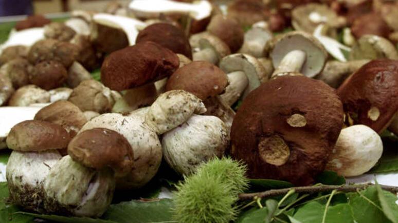 Funghi in Toscana, un annata eccezionale. Dove cercarli, i consigli del micologo