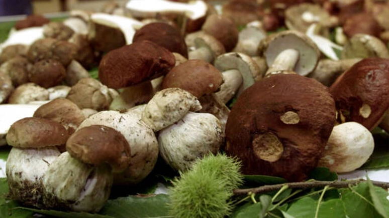 Funghi in Toscana, un annata eccezionale