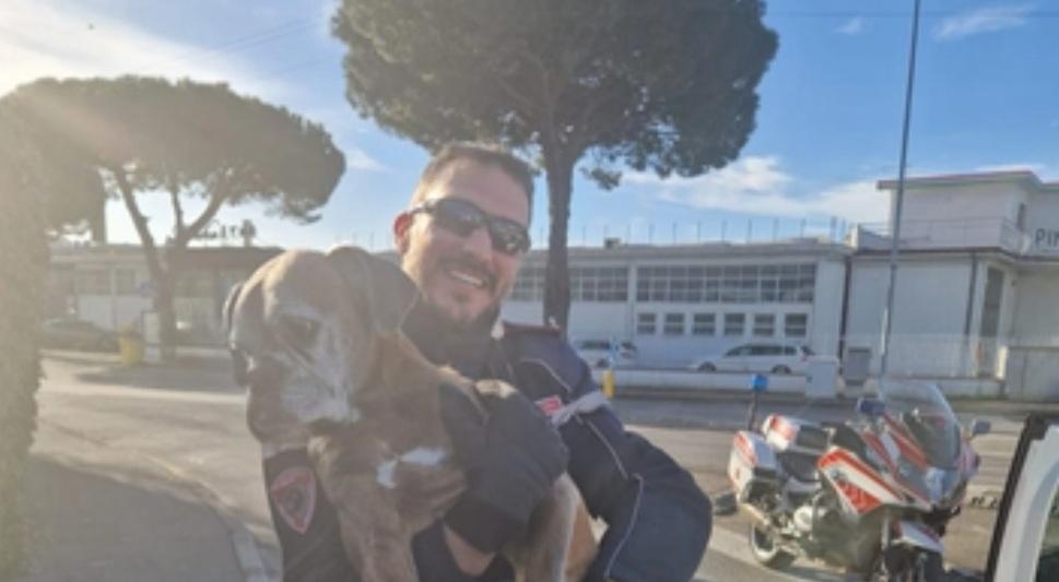 Prato, cane in mezzo al traffico salvato dalla Municipale