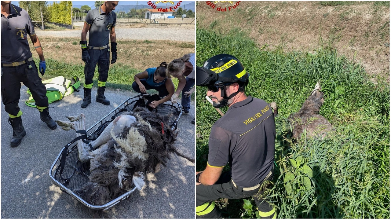 Lo struzzo recuperato dai vigili del fuoco