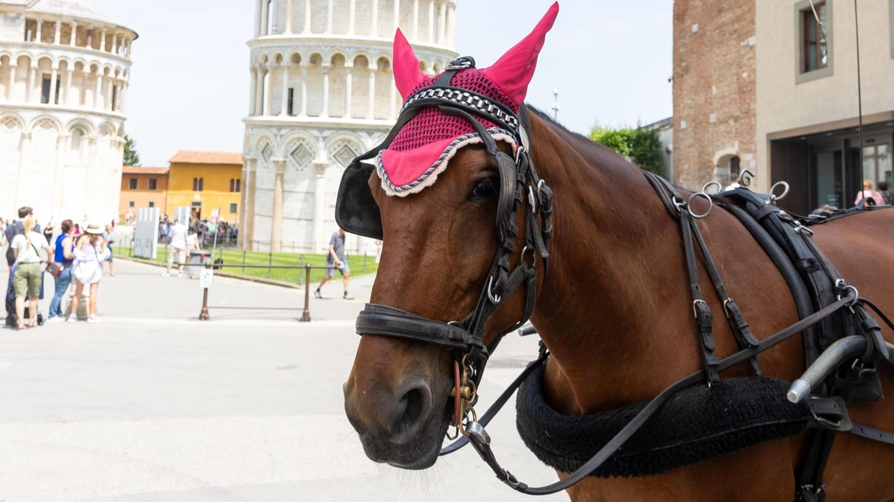 A Pisa, il caldo record mette a rischio cavalli e vetturini. Consiglieri chiedono la fine delle carrozze trainate da animali, denunciando l'inerzia della Giunta.