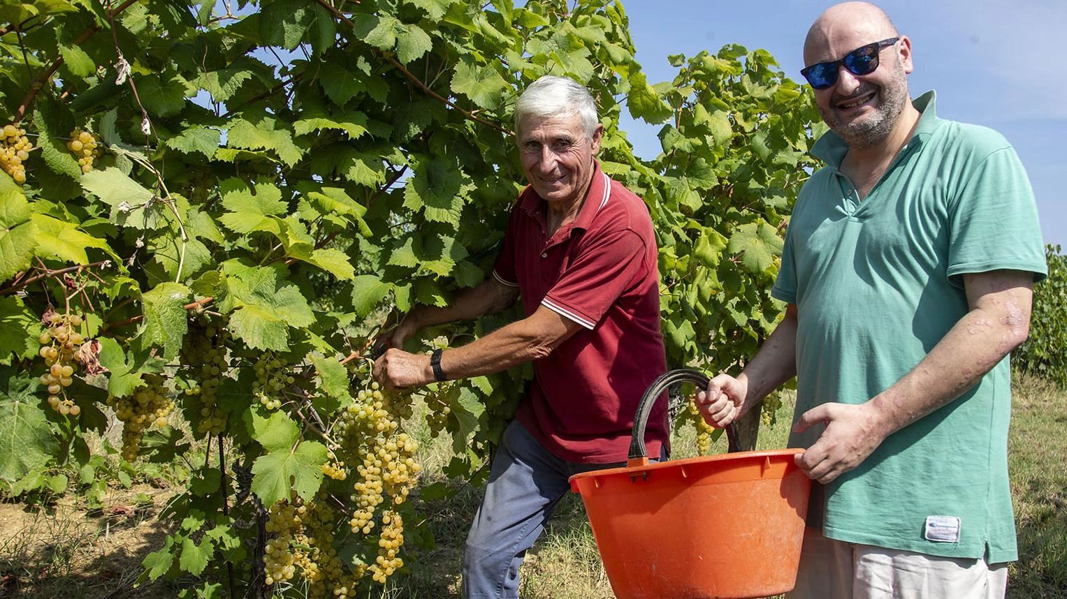 Vendemmia, rush finale. Le prime previsioni: "Un’annata in recupero"