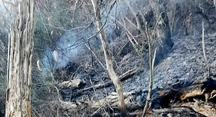 Prende fuoco il bosco. Ore per domare l’incendio