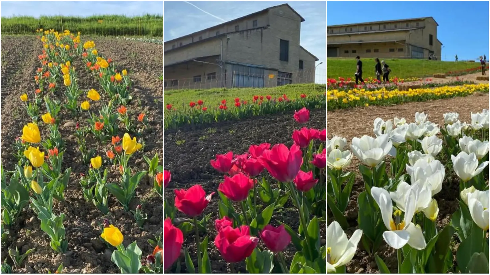 In un mare di tulipani: dove andare in Toscana per vedere la super fioritura